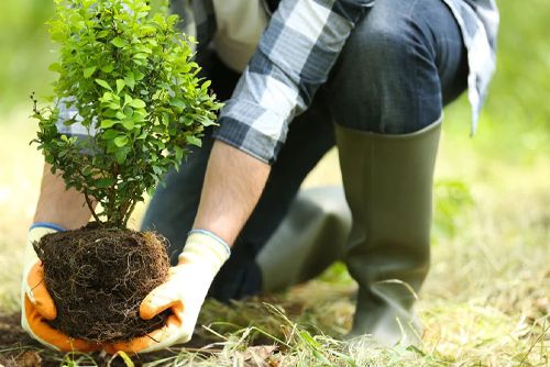 راه هایی برای افزایش رشد درختان