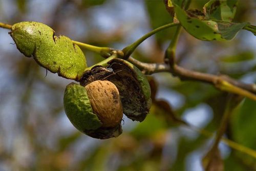 کود مناسب برای درخت گردو